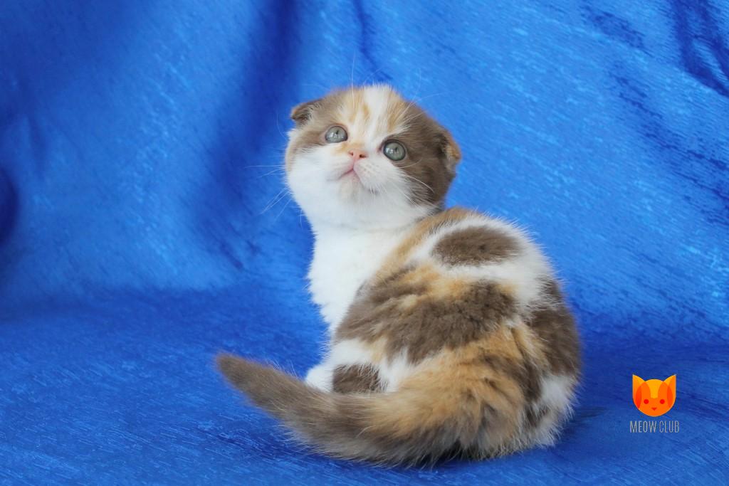 Fergie MeowClub *BY